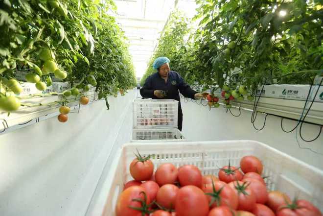 逍遥蒙城自在生长(图3)