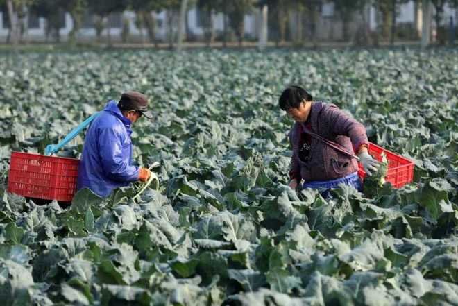 逍遥蒙城自在生长(图4)