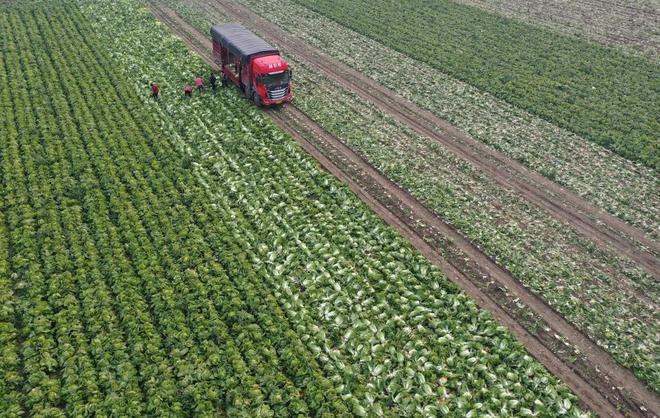 逍遥蒙城自在生长(图5)