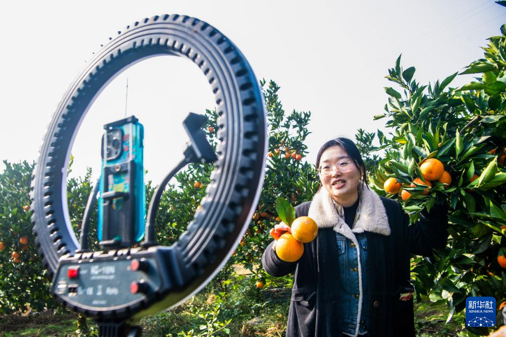 重庆垫江：柑橘迎丰收(图3)