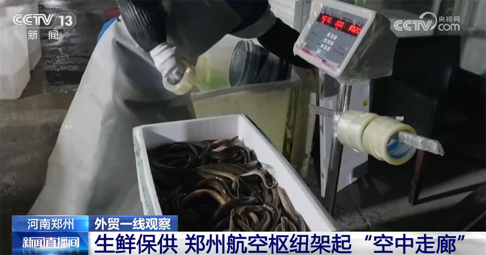 外贸一线观察｜依托多式联运织密物流网郑州推动“内陆节点”跃升为开放前沿(图1)