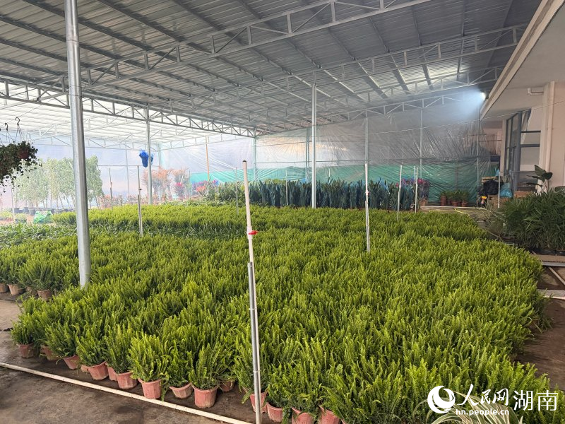 物流提速助推产业转型——浏阳柏加镇花木产业焕新(图1)